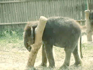 Elephants GIF