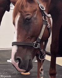 Art Horse GIF