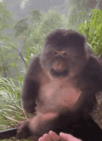 Monkey GIF