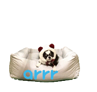 아르르 Sticker by arrr_official