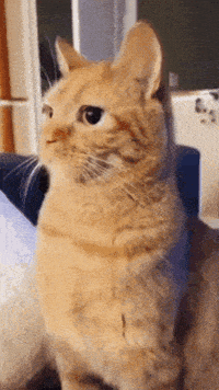 Cat Kitty GIF
