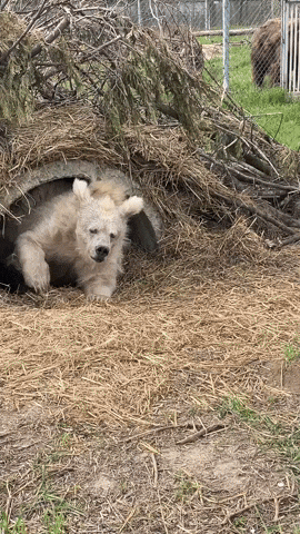 cuteanimalland giphyupload GIF