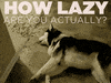 lazy GIF