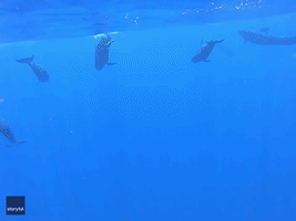 Diver Takes a Trip With Pilot Whales Above and Below the Surface