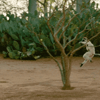 Move It See Ya GIF by San Diego Zoo Wildlife Alliance