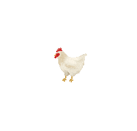 lisachiuqq food illustration animal chicken Sticker