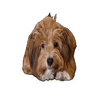 Cdhund Sticker by creativedepot
