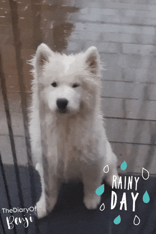 Rain Benji GIF