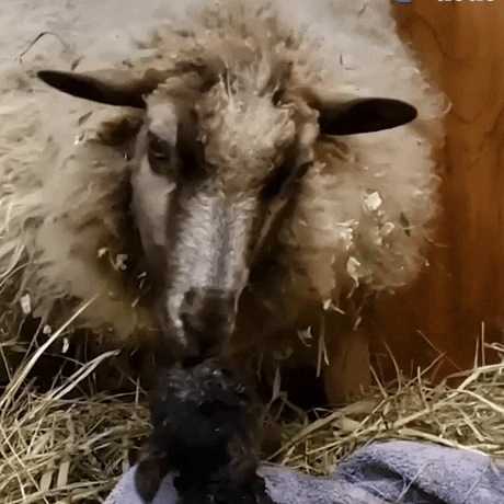 GIF by The Dodo
