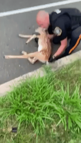 Police Officer Rescues Deer Found Lying on Roadside