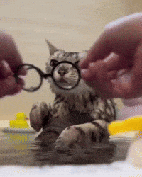 Cat Water GIF by Respective