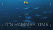 Jakare_Liveaboard sharks cant touch this komodo hammer time GIF