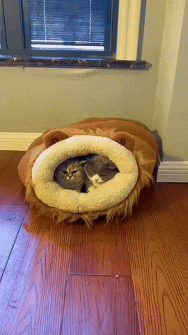 cuteanimalland giphyupload GIF