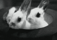 Rabbit Sniffing GIF