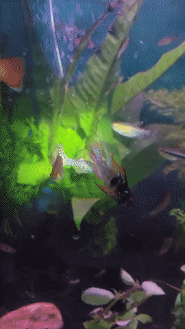 rlnhlmn giphyupload GIF