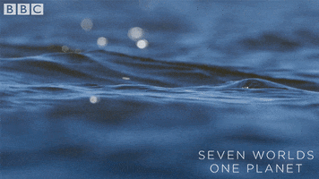 Polar Bear Swimming GIF by BBC Earth
