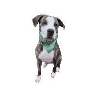 You Found Me Pit Mix Sticker by Geekster Pets