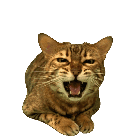 Bengal Cat Wow Sticker by Kitty Fuchs