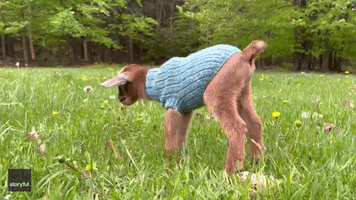 Newborn Goat in Snazzy Sweater Sneezes After Sniffing Dandelion
