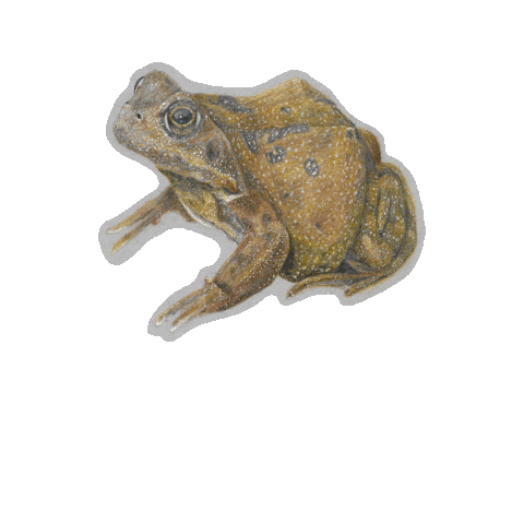 Bounce Frog Sticker