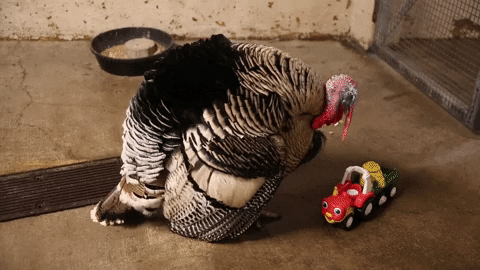 zooknoxville giphygifmaker turkey take that gobble GIF