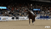 FEI_Global sport hello wave hey GIF