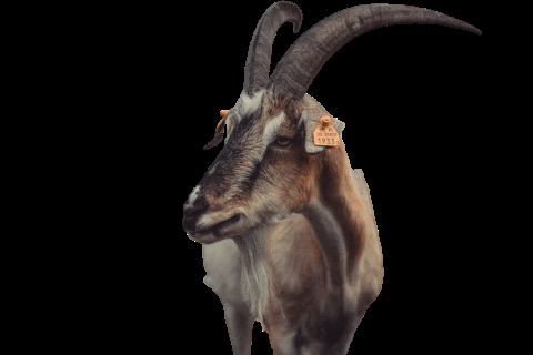 Fundacja_Viva giphygifmaker goat koza animalshelter GIF