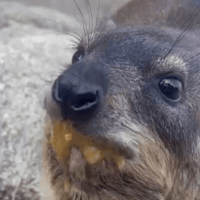 Hungry Snack GIF