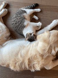 arnellelozada love cat dog animals GIF