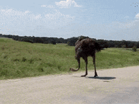 Bird Eating GIF by DIIMSA Stock