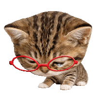 Sad Cat Sticker