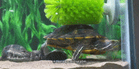 Pond Slider Turtle GIF