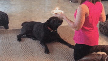 Birthday Oops GIF by Rover.com