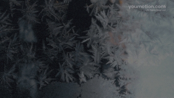 Christmas Branches and Lower Thirds