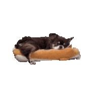 Cookie Sticker