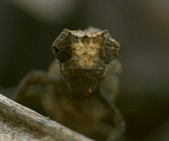 madagascar chameleon GIF by Head Like an Orange