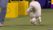 Dogs GIF by Westminster Kennel Club