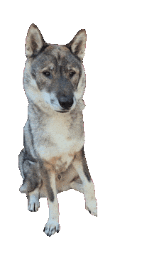 Shikoku Sticker by Ellis Jaspers