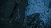 hbo GIF by Game of Thrones