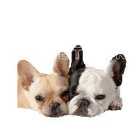 spottedbyhumphrey bff best friends potato cuddle Sticker