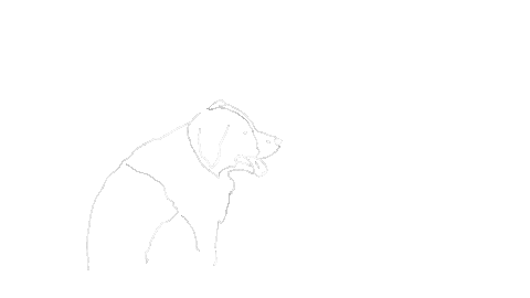 Border Collie Running Sticker by LeapEarsFurnature
