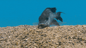 GIF by Our Planet
