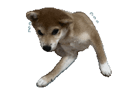Shibasoa 柴犬 しばいぬ 柴 柴そあ Sticker