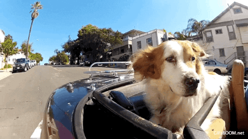 dog car GIF