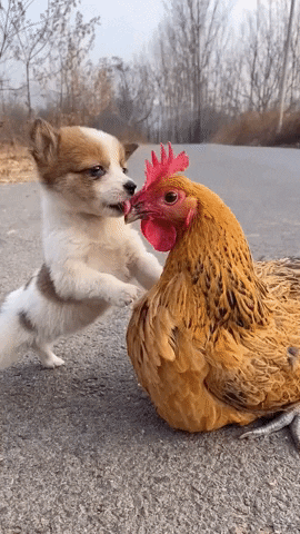 cuteanimalland giphyupload GIF