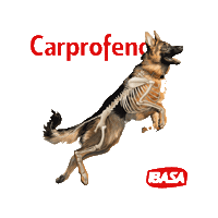 Carprofeno Sticker by Ibasa
