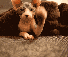sphinx cat GIF
