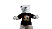 Bear Bet Sticker by Coolbet Chile