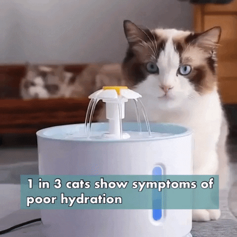 Pawzcomfort giphygifmaker GIF