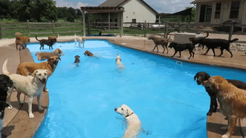 Buddy the Golden Retriever Learns how to Swim